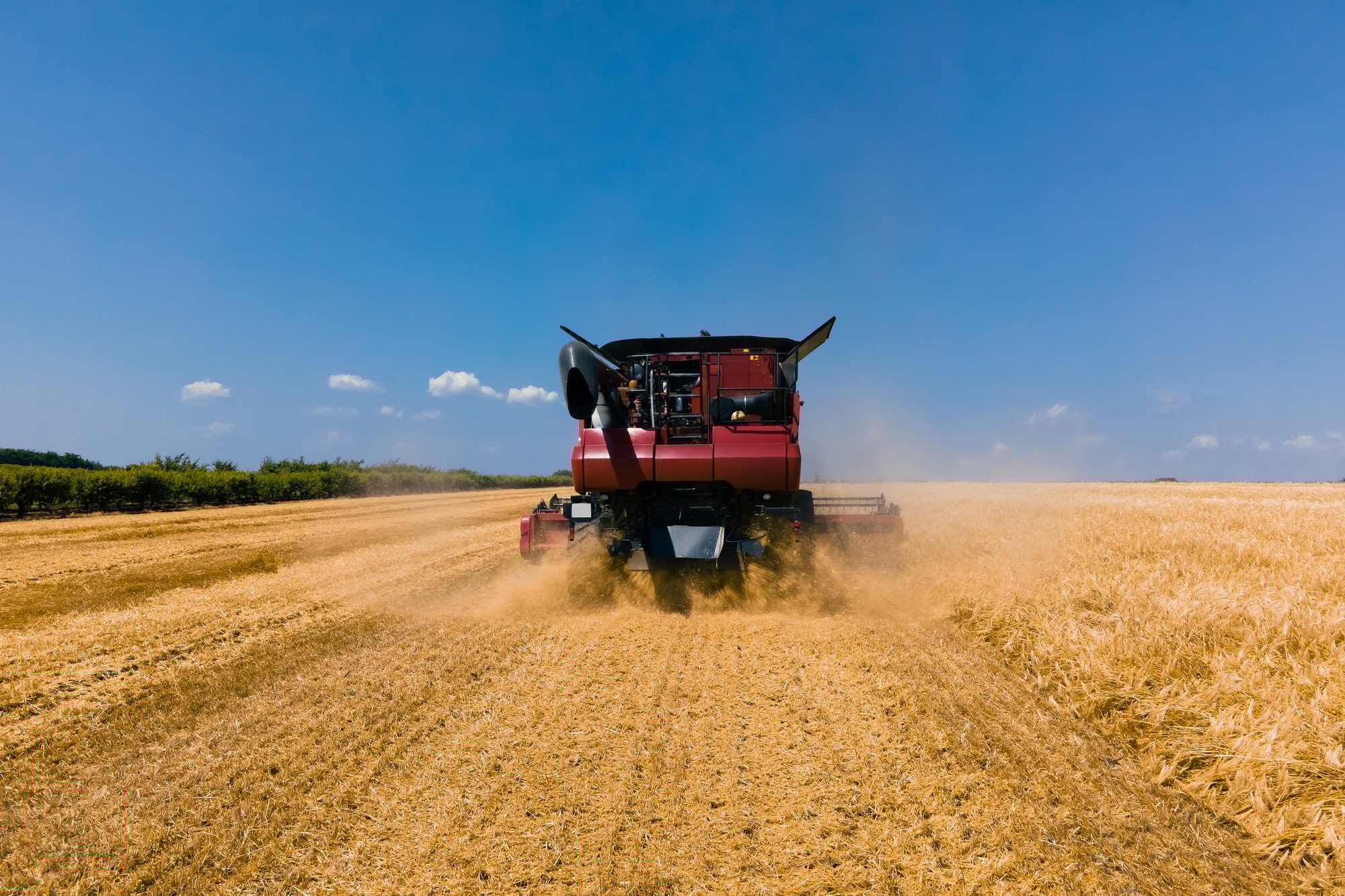 Combine harvester agricultural machine collecting golden ripe wheat on the field.